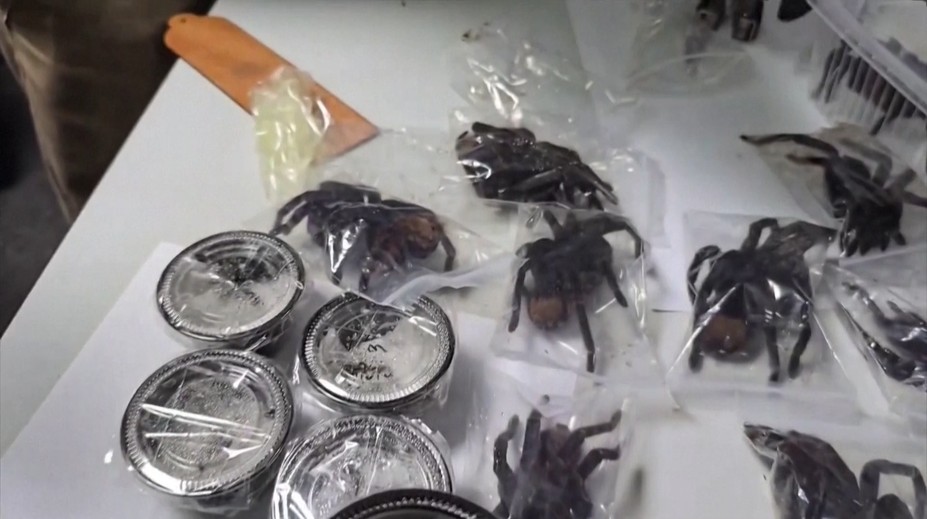 VIDEO: Polícia ostala v nemom úžase. Muž na svojom tele pašoval stovky tarantúl