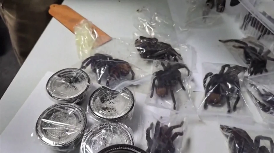 VIDEO: Polícia ostala v nemom úžase. Muž na svojom tele pašoval stovky tarantúl