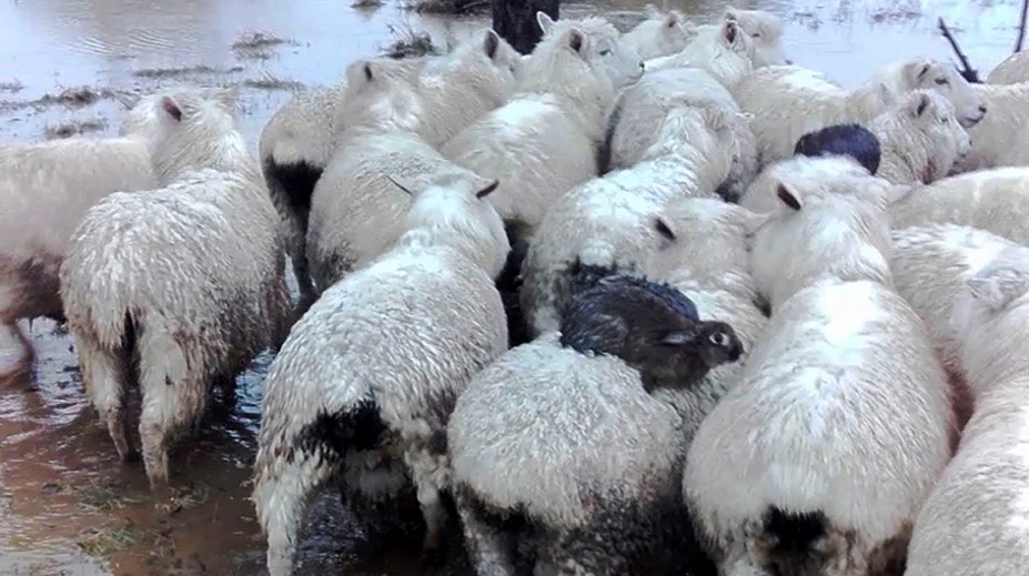 Divé králiky sa viezli na chrbtoch oviec, aby unikli pred povodňou