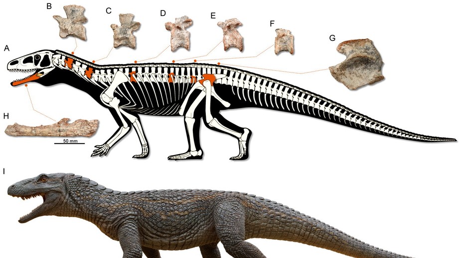V Brazílii našli fosíliu doteraz neznámeho jaštera. Objav pomáha ozrejmiť kľúčový moment v histórii života