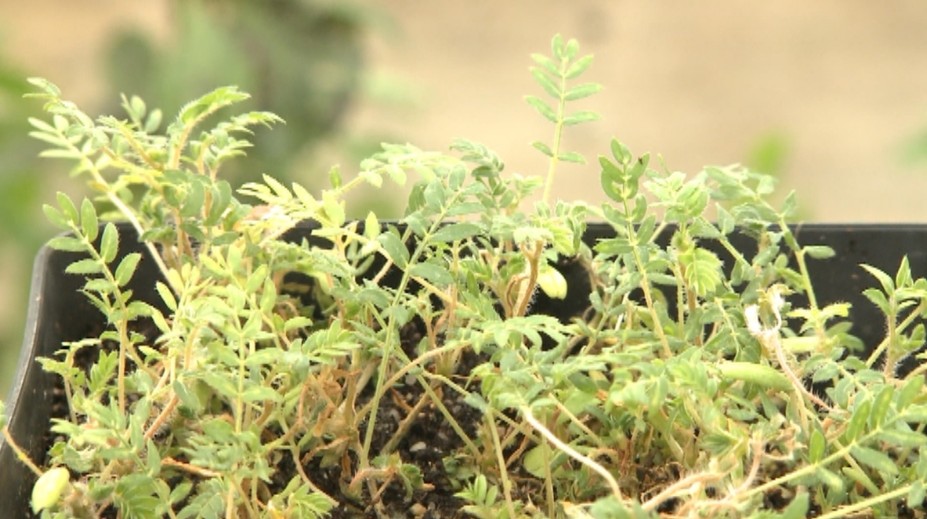 Považujú ju za burinu, pri tom je to najsilnejšie afrodiziakum