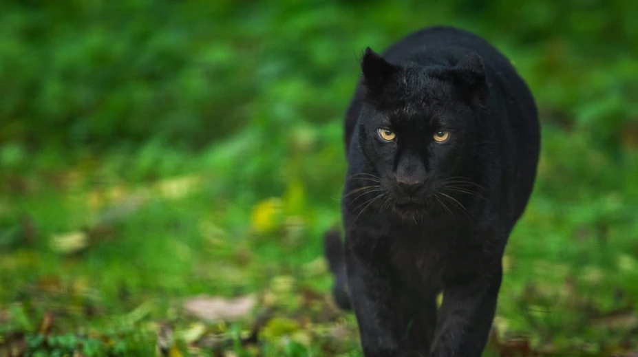 V Česku sa pohybuje záhadná čierna šelma. Môže ísť o leoparda