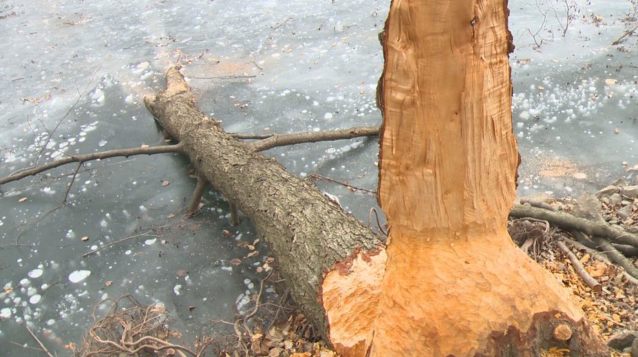 Spor pre bobry: Ničia stromy, podmývajú brehy a robia škody. Na Počúvadle dokonca ohrozujú pamiatku UNESCO
