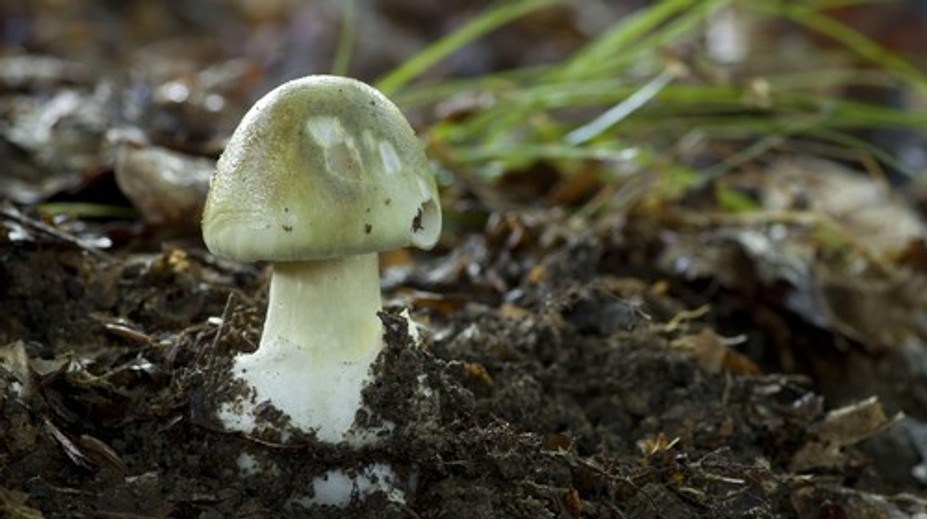 Zomreli najmenej štyria ľudia. Aj malá chyba pri zbere húb môže byť fatálna