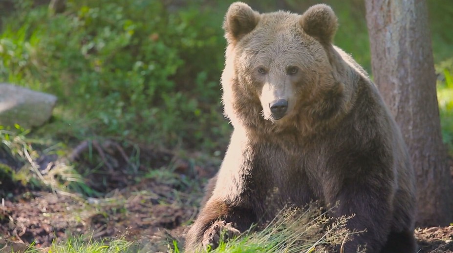 Súd zrušil výnimku na odstrel ôsmich medveďov. Ministerstvo životného prostredia prehralo prvú z 33 žalôb