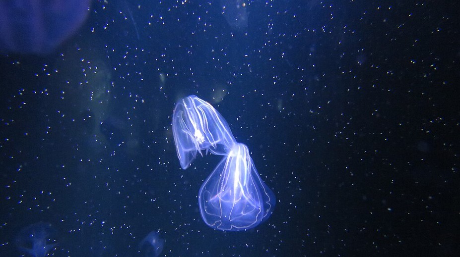 Turistický raj EÚ čelí invázii „kanibalskej“ medúzy, požierajúcej aj svoje potomstvo. Vedci varujú pred katastrofou