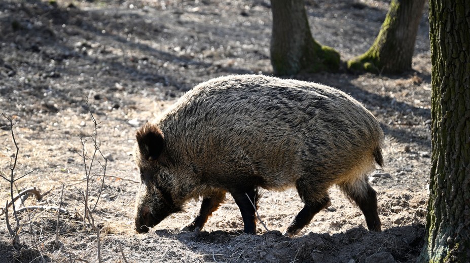 Mimoriadna poľovačka na Považí pokračuje. Prvý lov diviakov medzi bytovkami už priniesol výsledky