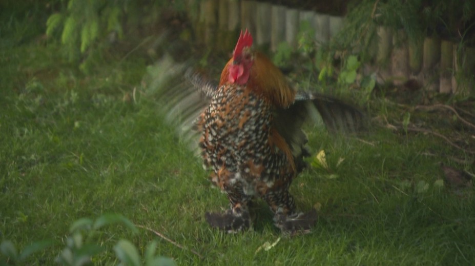 Záhrada z ríše snov. Nehnojí sa, nestrieka, napriek tomu je plná zdravých plodov