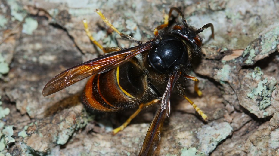 Chorvátskom sa šíri nebezpečný hmyz. Muž po jeho bodnutí skončil v nemocnici