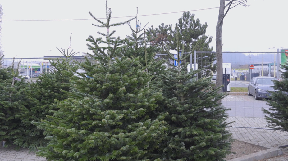 O týždeň je tu advent. Predajcovia živých vianočných stromčekov už postavili prvé predajne