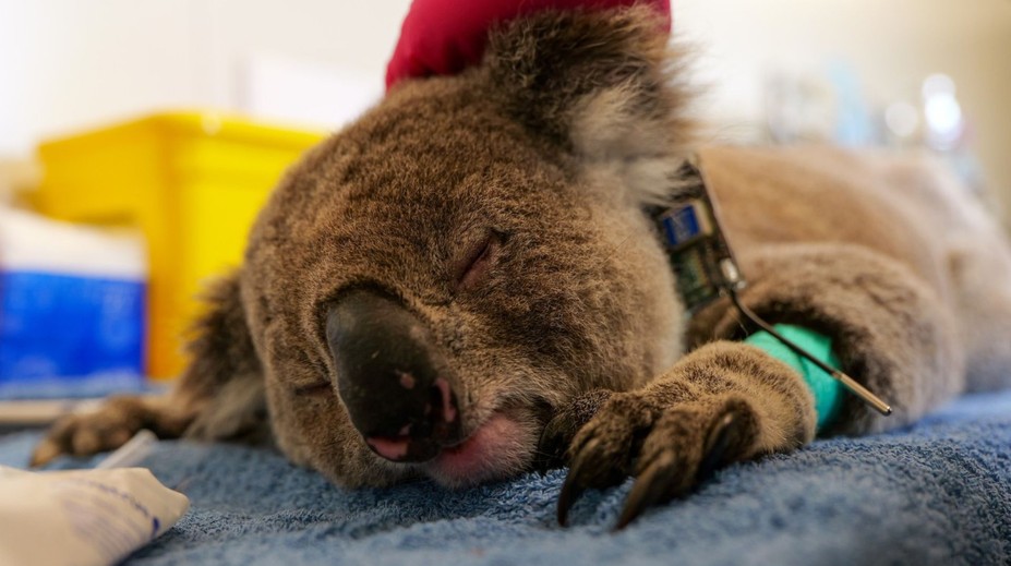 Koaly sú na pokraji vyhynutia. Ochorenie zabíja tisíce z nich, no ešte existuje nádej