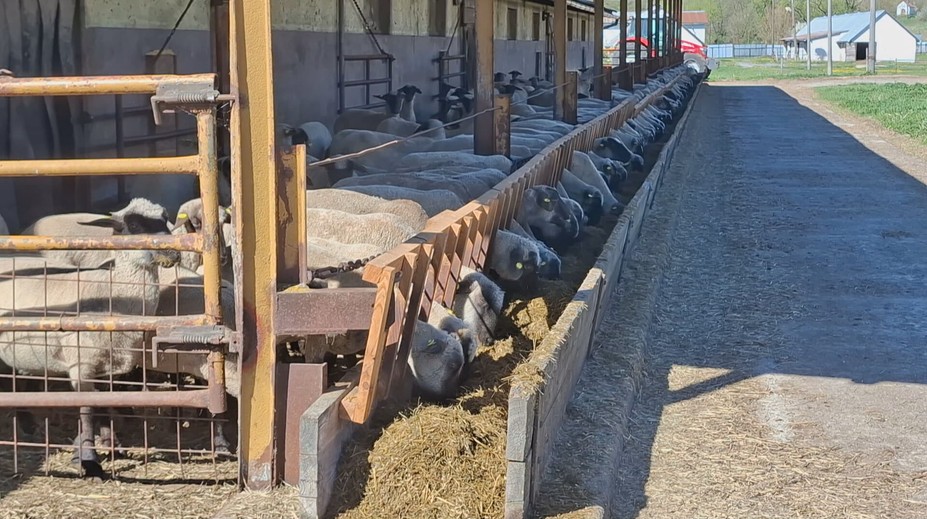 Farmári nemôžu vyhnať zvieratá na pasienky. Ovce aj kravy musia kŕmiť ako v zime