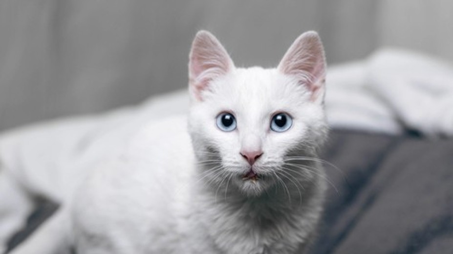 Žena musela vo vlaku zaplatiť vysokú pokutu. Dôvodom bolo hlasné mňaukanie kocúra