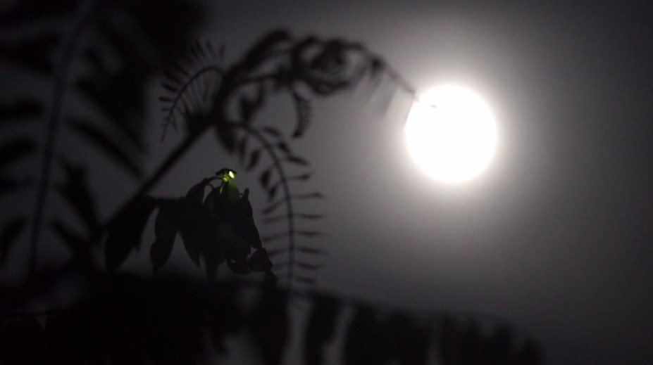 Romantika v prírode pri svätojánskych muškách? Pomaly na to môžeme zabudnúť