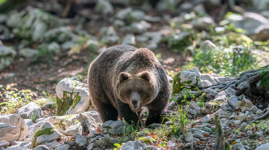 V Poľsku neďaleko hraníc so Slovenskom zabíjal medveď. Žena utrpela rozsiahle zranenia, na mieste zomrela