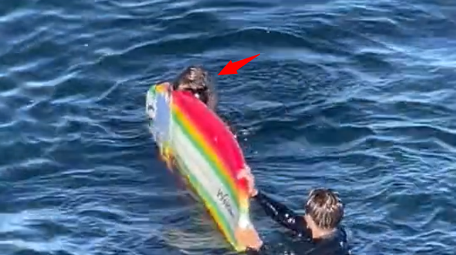 VIDEO: Kalifornských surfistov šikanuje morská vydra. Násilne im kradne surfovacie dosky