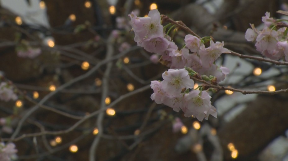 Uprostred zimy by ste to nečakali. Na levickej radnici rozkvitlo niečo nevídané