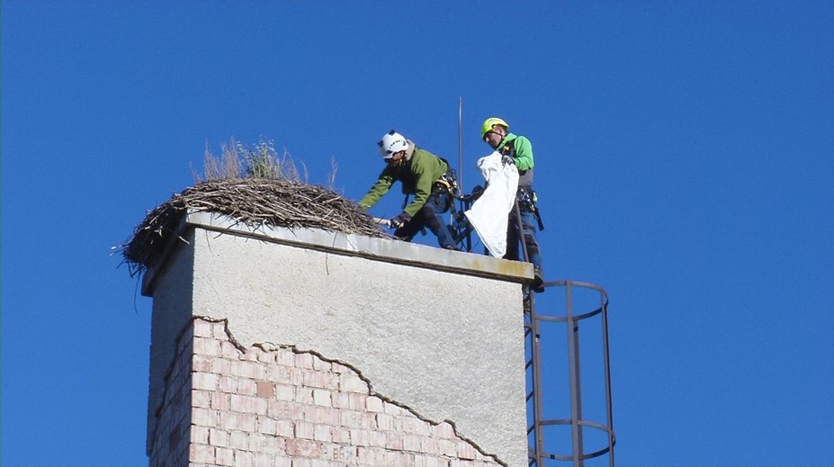 Čistenie bocianích hniezd odhalilo poklady. Od puku z NHL až po traky z roku 1952