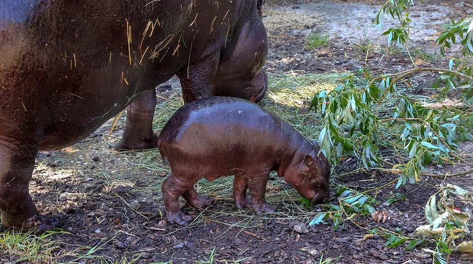 V bratislavskej ZOO sa mieša radosť so slzami: Narodil sa vzácny hrošík, no ikonický Felix zomrel