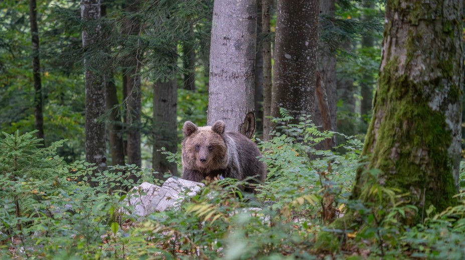 Hubára zo stredného Slovenska museli po strete s medveďom ošetriť