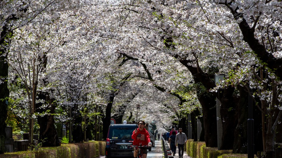 Dôsledok zmeny klímy. Sakury v Japonsku rozkvitli najskôr za ostatných 1200 rokov