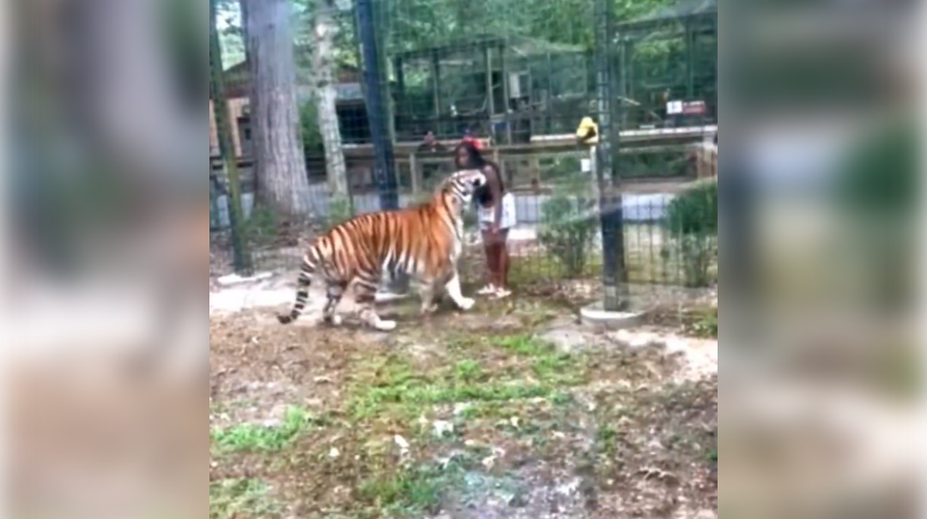 VIDEO: Nepochopiteľný hazard so životom. Žena preliezla plot vo výbehu s tigrami a chcela sa s nimi hrať