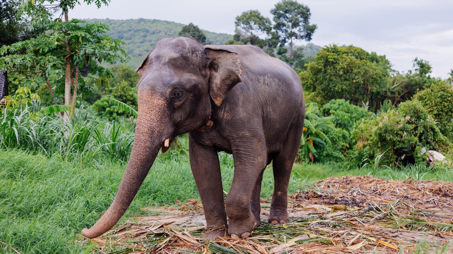 Chcú zastaviť ich množenie: Slonom vo voľnej prírode podali antikoncepciu