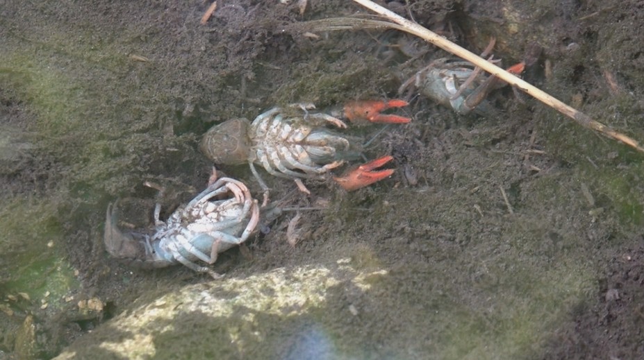 V obci Kšinná neďaleko Bánoviec nad Bebravou niekto otrávil stovky rakov