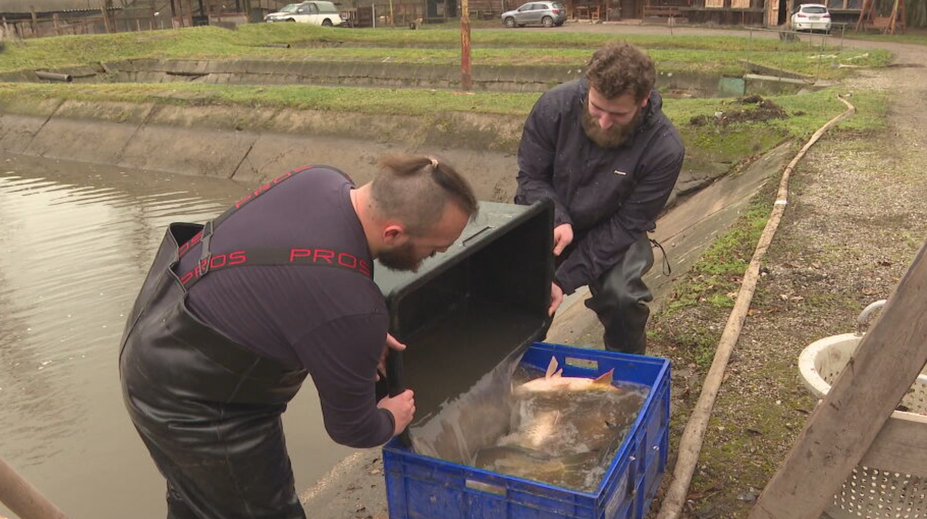 Kapry sú na Vianoce pripravené. Rybári varujú pred častou chybou pri nákupe
