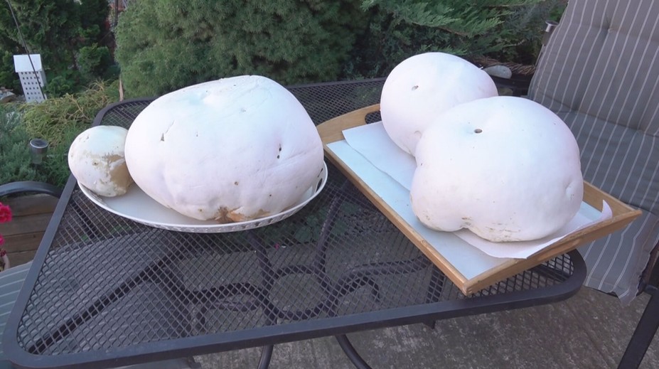 Huby veľké ako futbalová lopta. Pán Miroslav našiel gigantické vatovce