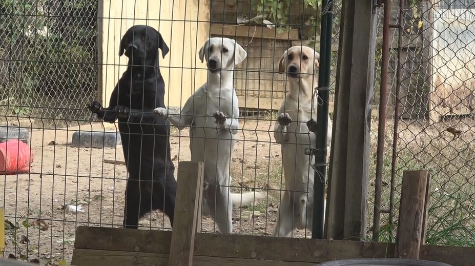 Boli sme na odchyte s ochranármi. Na Slovensku tisíce psov potrebujú pomôcť