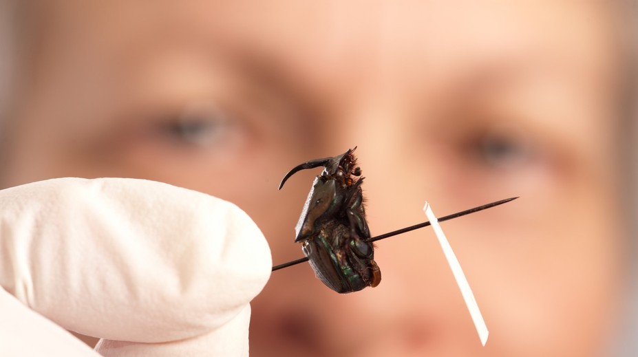 Lekári si mysleli, že je sfetovaný. Nakoniec mu z ucha vytiahli živého chrobáka