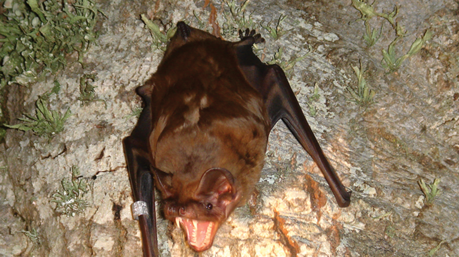 Vedci prvýkrát opísali, ako loví najväčší netopier Európy. Vtáky sú proti nemu bezmocné