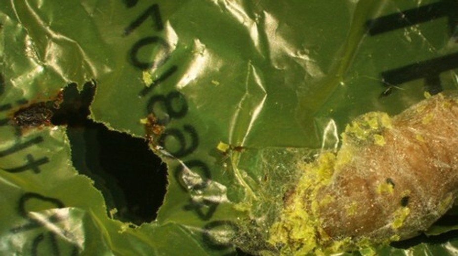 Došla už prírode trpezlivosť? Vedci objavili larvu, ktorá môže zachrániť ľudstvo