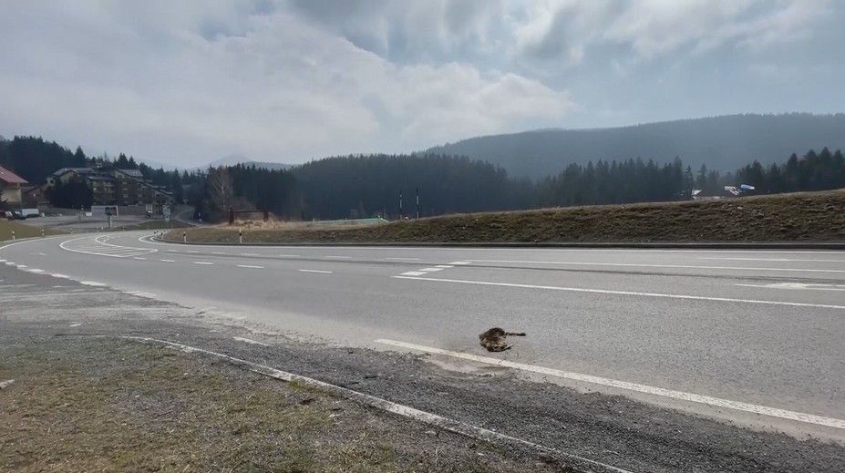 Na pohľad milý, no v skutočnosti nebezpečný. Na Donovaloch leží už niekoľko dní zrazené exotické zviera