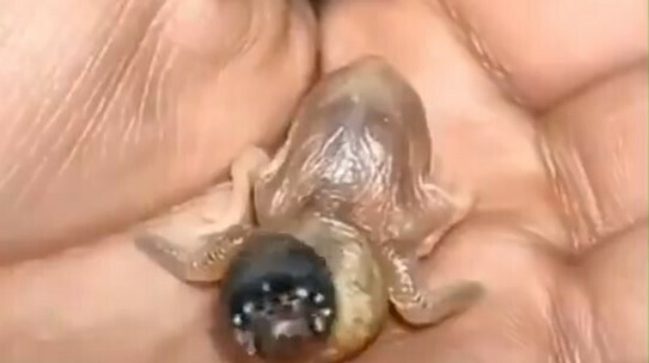 VIDEO: Záhadné stvorenie s čudnými ústami rozdeľuje internet. Viete, o čo ide?