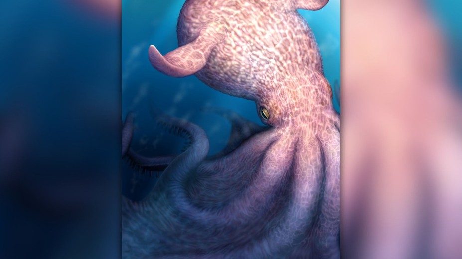 Mohli byť väčšie než vodné dinosaury. Vedci získali nové informácie o pradávnych obrovských chobotniciach