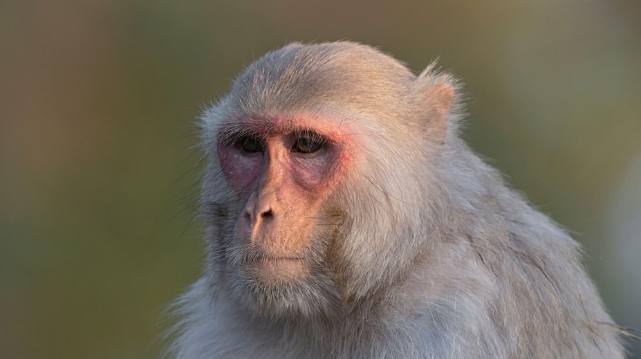 Skupina opíc vtrhla do domu a uniesla dvojmesačného novorodenca, ktorého následne zabila