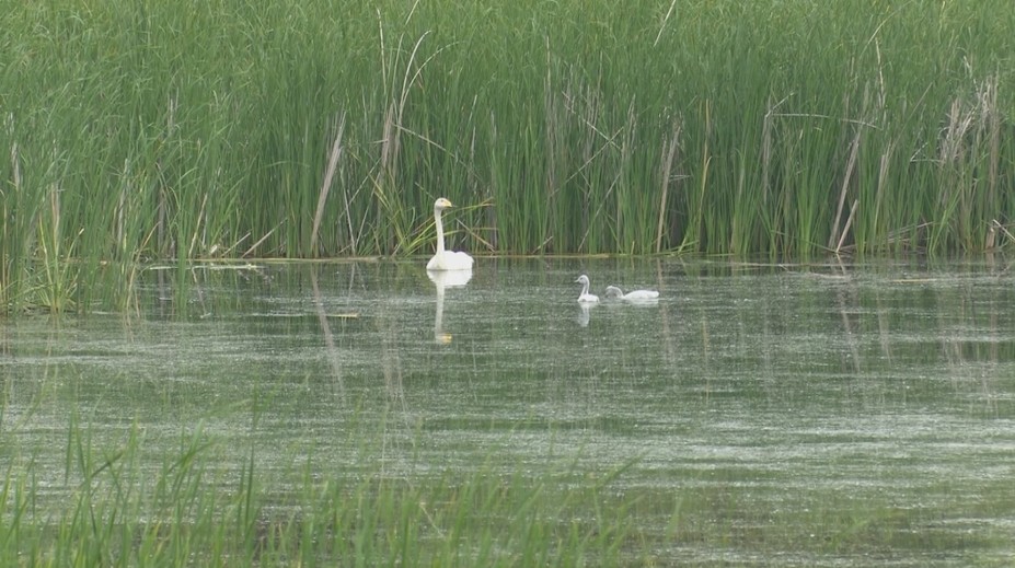 Ornitológovia jasajú: Vzácna labuť po prvý raz priviedla na našom území potomka