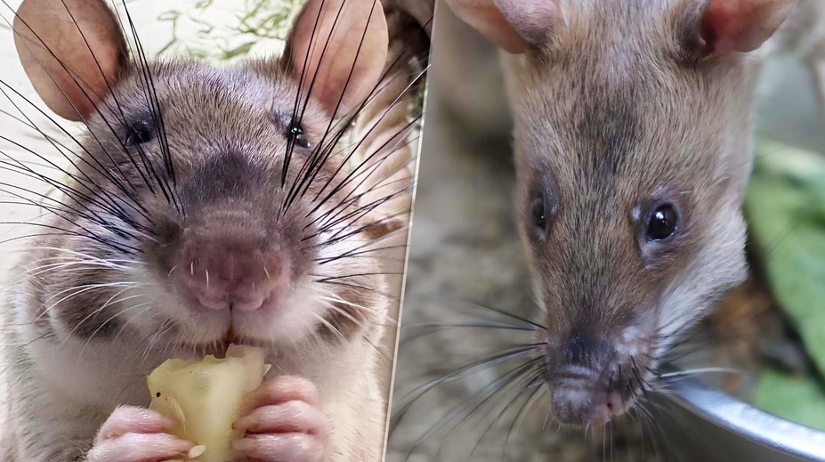 Neuveríte, na čo ich vycvičili: „Hrdinské“ potkany dorazili do americkej zoo
