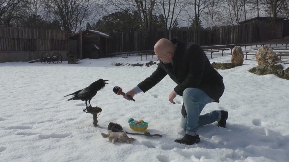 Budú za nás raz upratovať vrany? Vo Švédsku to už skúšajú a zmysel v tom vidia aj slovenskí zoológovia