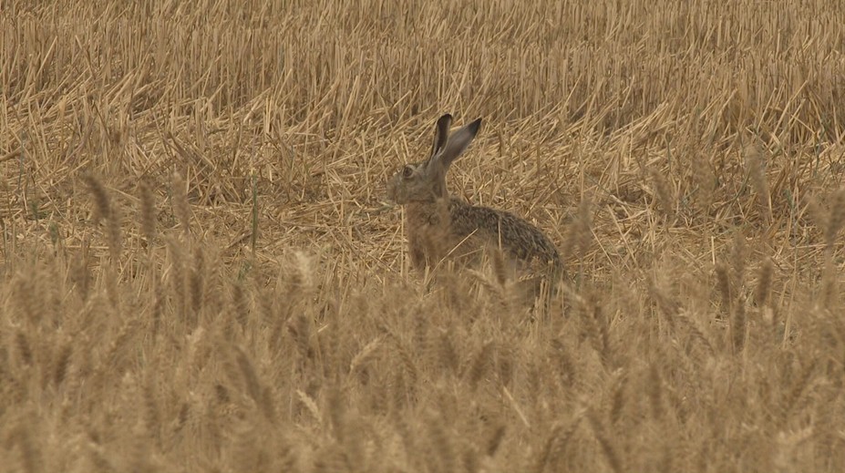 Odborník opísal príznaky smrtiacej choroby, ktorá postihla zajace. Že sa deje niečo zvláštne, si všimli aj poľovníci