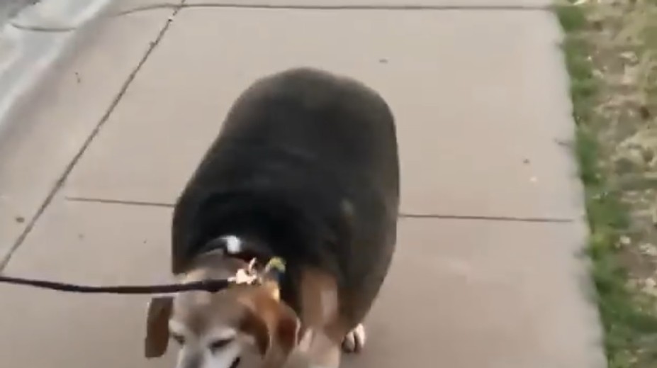 Bígel Wolfgang začal boj s nadbytočnými kilami, jeho váha vás zaskočí