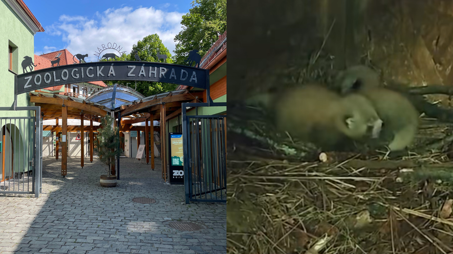 VIDEO: Vzácny prírastok v Bojniciach. Ohrozená panda červená porodila mláďatá
