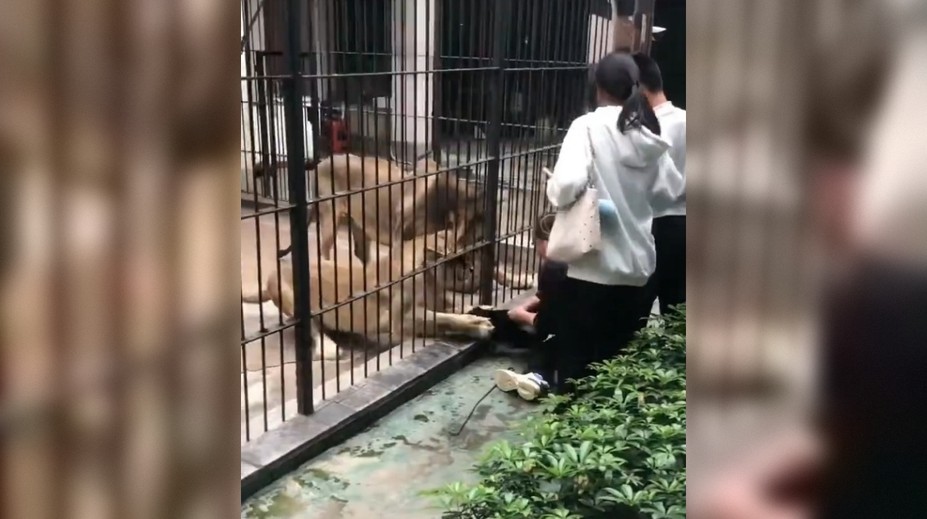VIDEO: Desivý incident v zoo. Ošetrovateľ zachránil život dievčaťu, ktoré pustili príliš blízko ku klietke