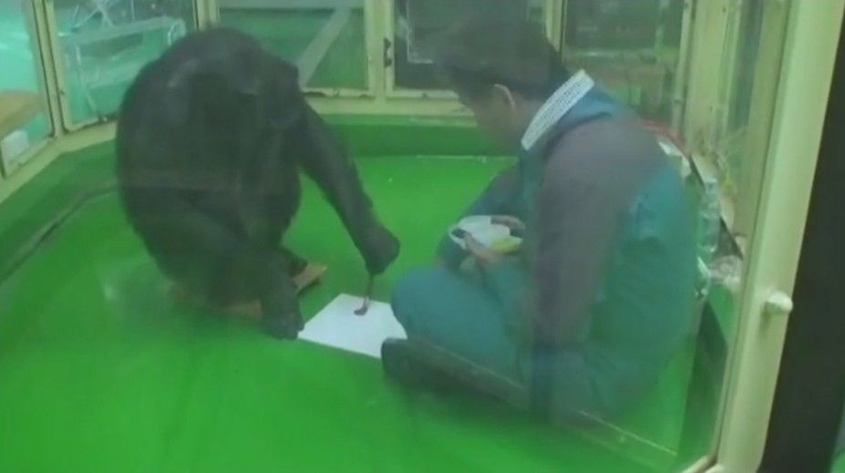 Vedela pracovať s číslami a prekabátila aj vedcov. Zomrela celosvetovo známa šimpanzica