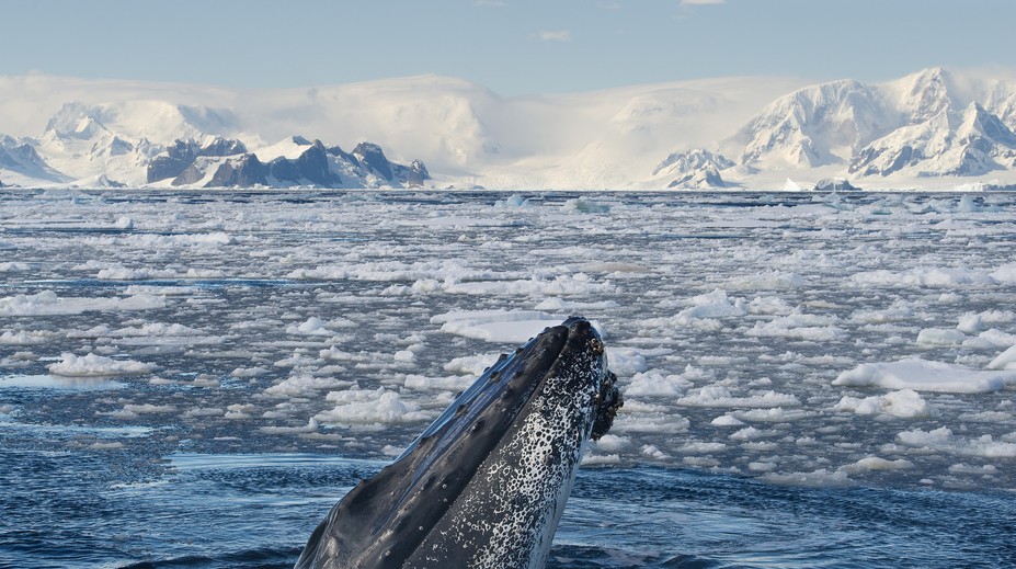 Pri Antarktíde vznikne najväčší morský park na svete