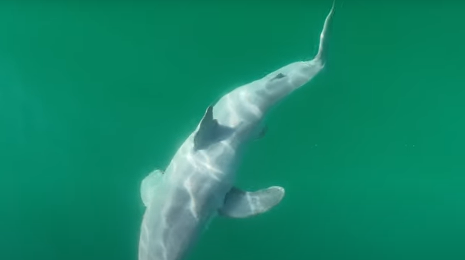 VIDEO: Vedci prvýkrát nakrútili mláďa jedného z najobávanejších žralokov. Prekvapilo ich, ako vyzerá