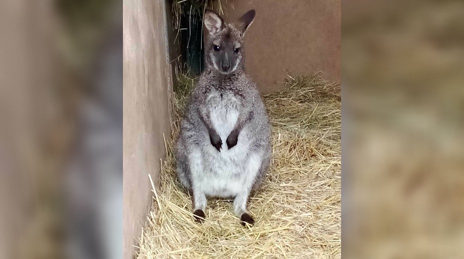 Klokana kúpili deťom pod stromček, ten im utiekol na Štedrý deň. Rodičia prosia o pomoc