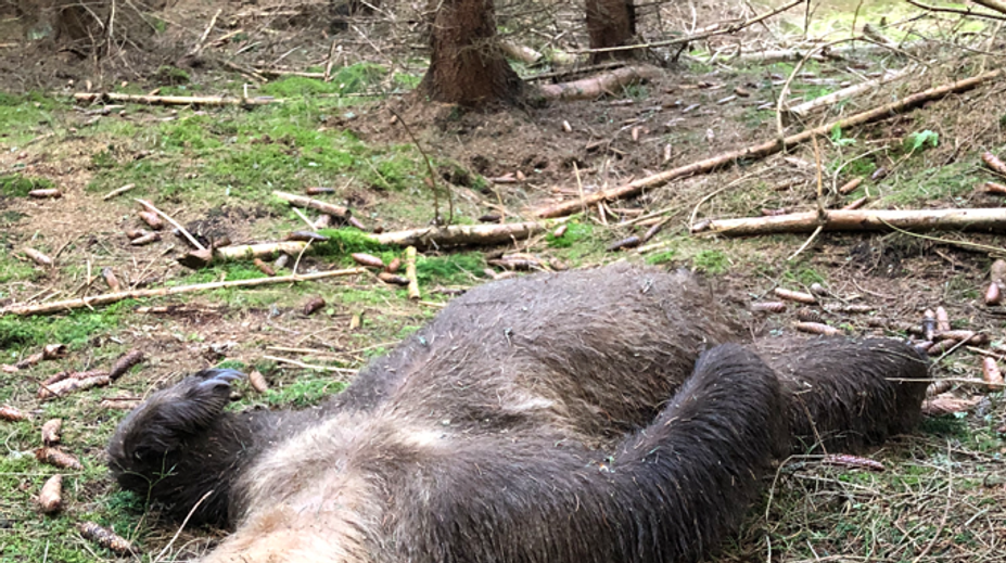 GALÉRIA+VIDEO: Muž, ktorý našiel zastreleného medveďa, prehovoril. Z čudného postupu neskrýva rozčarovanie
